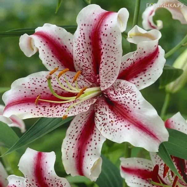 Лилия Диззи восточная белая