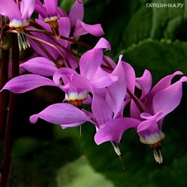 Додекатеон Джеффри