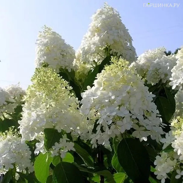Гортензия Долли (Куколка) метельчатая
