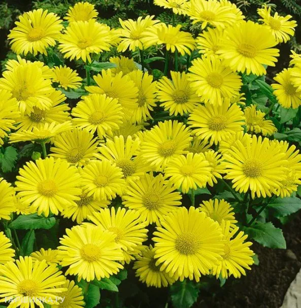 Дороникум восточный Литл Лео