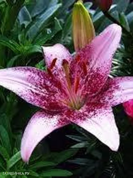 Лилия Дотком азиатская/ 2шт