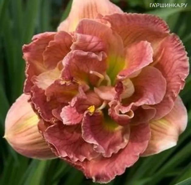 Лилейник Double Pink Peony