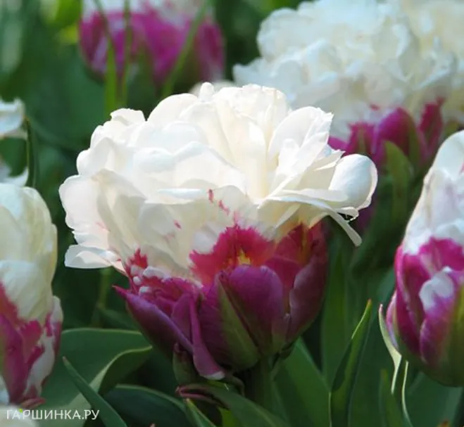 Тюльпан Дабл Полар пионовидный 4 шт