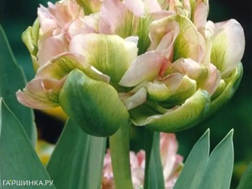 Тюльпан Дабл Вири махровый 5шт