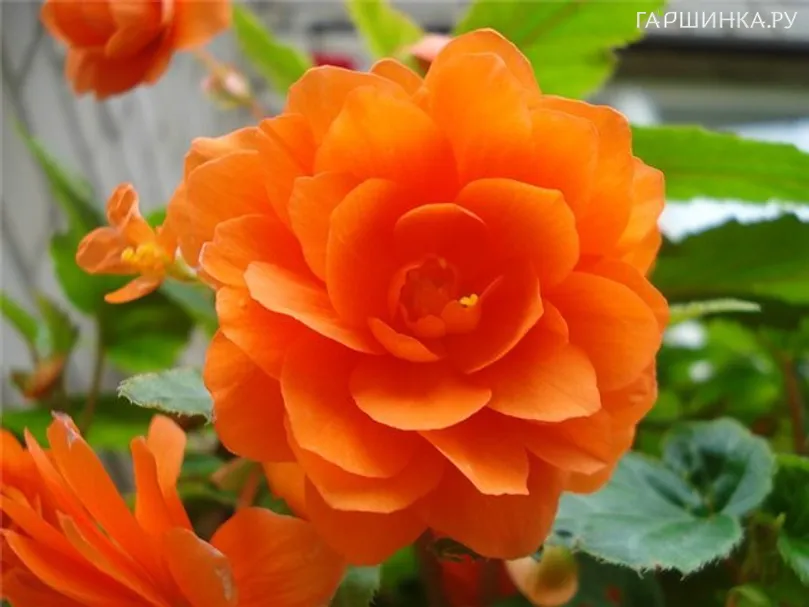 Бегония махровая Дубль Оранж