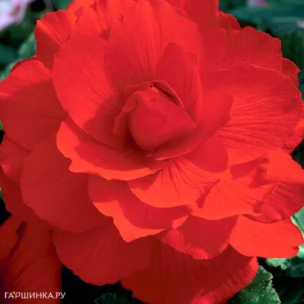 Бегония махровая Дубль Ред