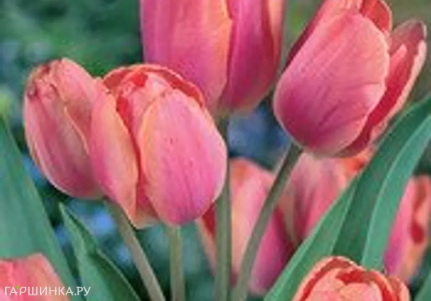 Тюльпан Драгон Кинг многоцветковый 5шт