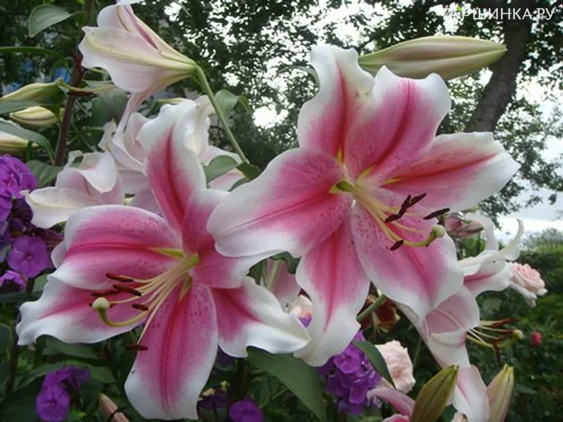 Лилия Дримуивер лонгифлорум/ 2 шт