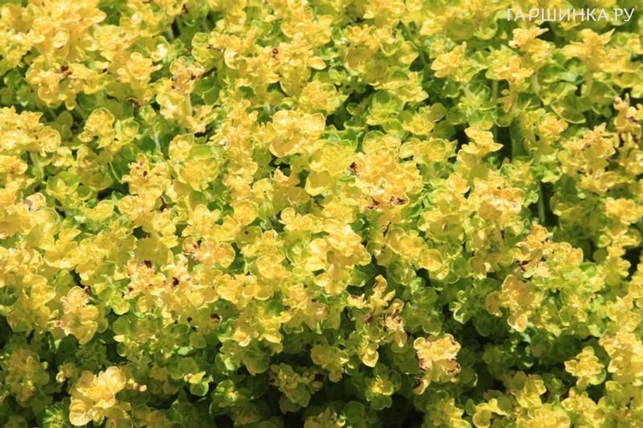 Душица vulgare Aureum