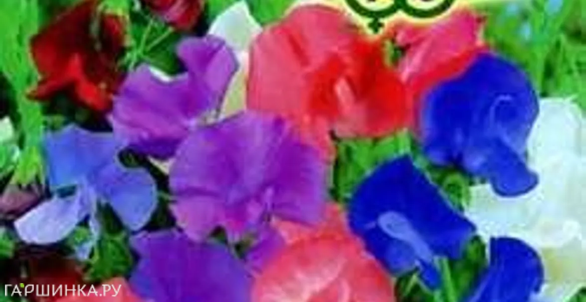 Душистый горошек Маммут, смесь 0,5 г серия Сад ароматов