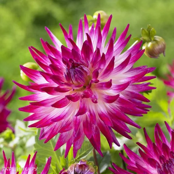 Георгина Дач Эксплоужен (Голландский взрыв) кактусовидная