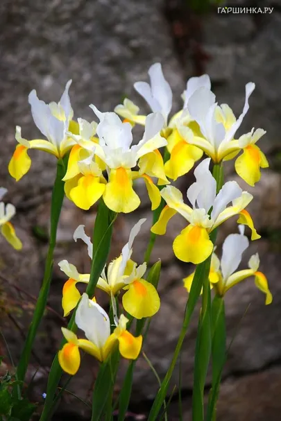 Ирис Уайт Йеллоу 10 шт