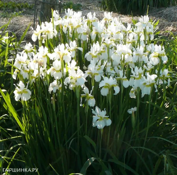 Ирис Уайт 10 шт