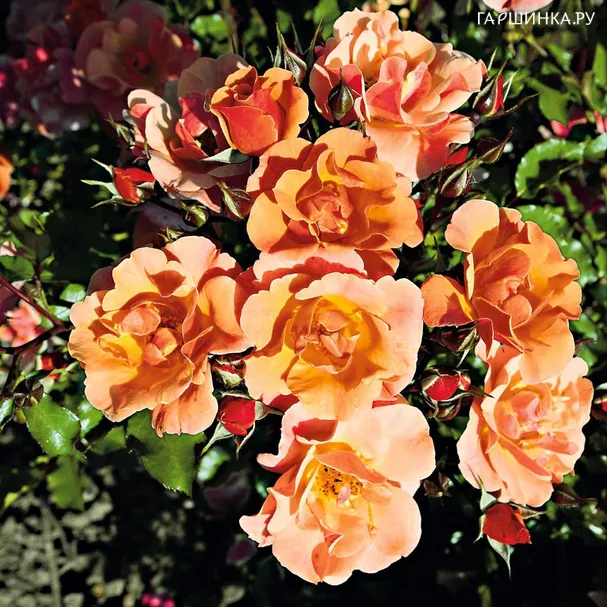Роза Мьюзик почвопокровная Imperial Rose