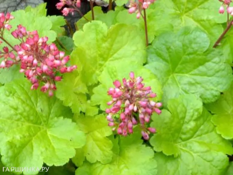 Гейхера Литл Кьюти Свит Тарт