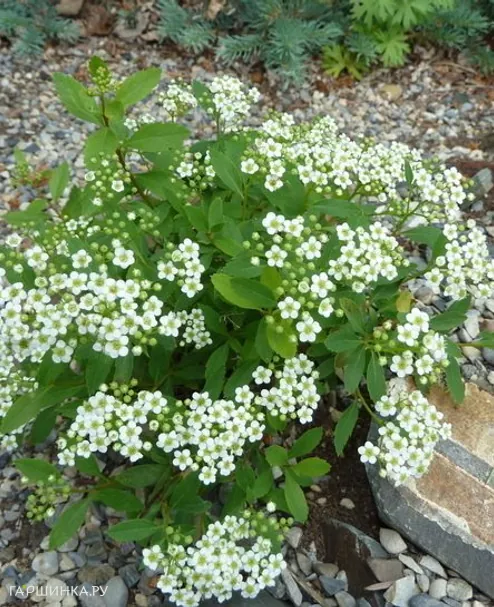 Спирея стелющаяся