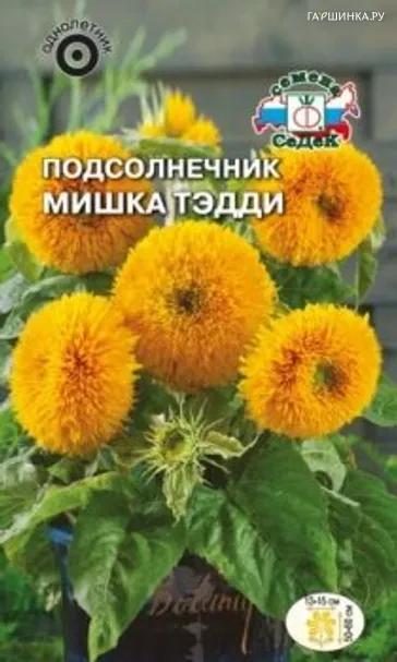 Подсолнечник Мишка Тэдди низкорослый махровый