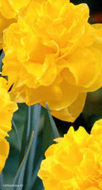 Нарцисс Истертайд махровый 5шт