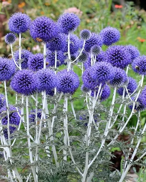 Мордовник обыкновенный