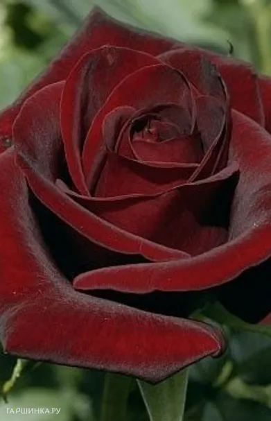 Роза Блэк Мэджик чайно-гибридная, Тантау (лиц)