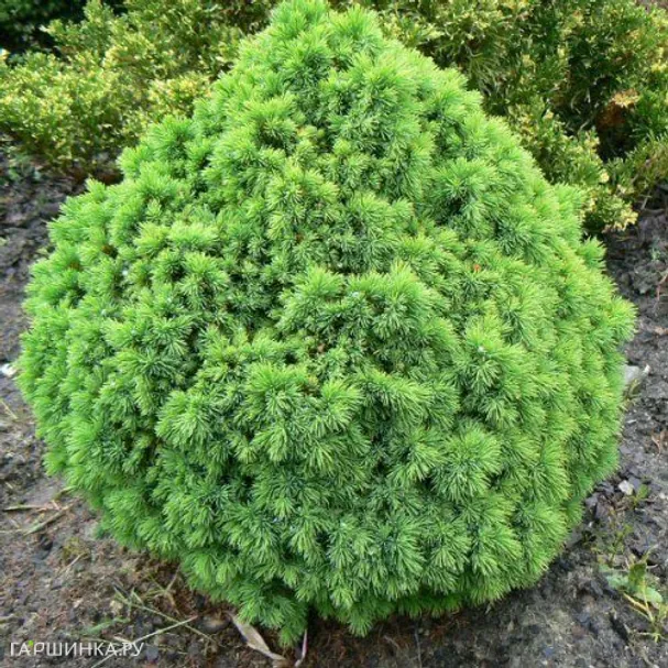 Ель канадская Альберта Глобе