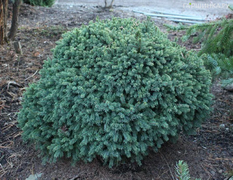 Ель канадская Эхиниформис
