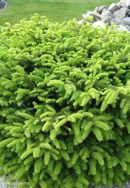 Ель Нидиформис обыкновенная