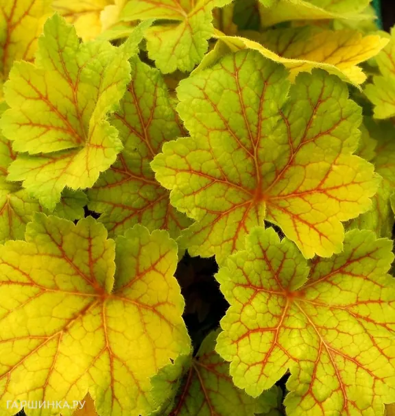 Гейхера Электра