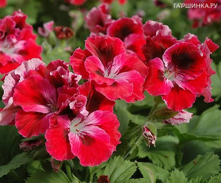 Пеларгония королевская Элеганс Ред Вельвет