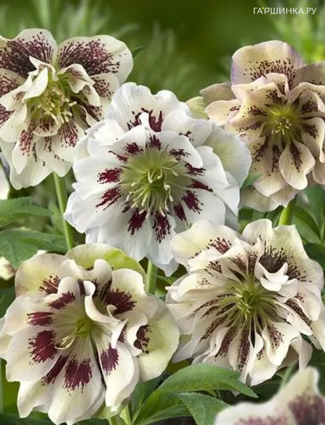 Морозник Double Ellen Spotted White