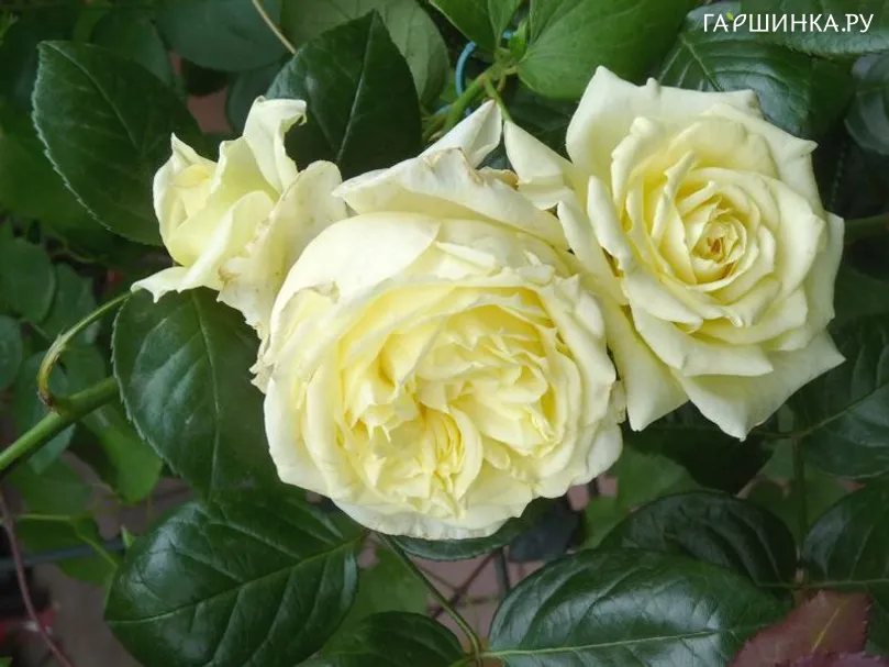 Роза Эльф плетистая, Империал Роуз Imperial Rose