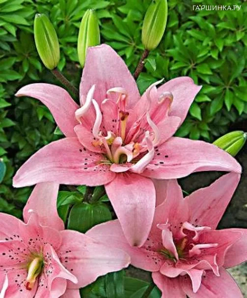 Лилия Элоди азиатская махровая