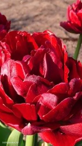 Тюльпан Эмблазон махровый 5шт