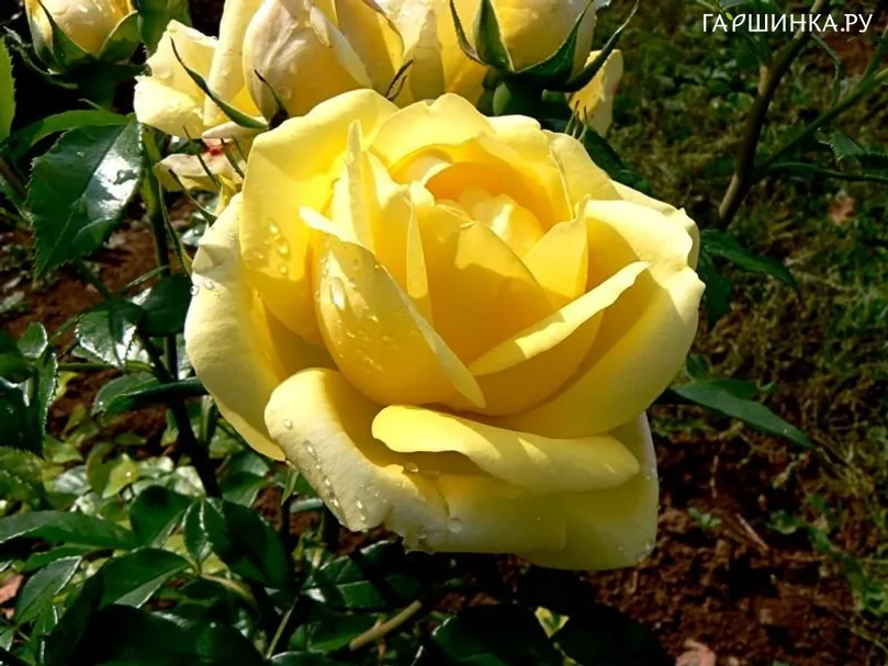 Роза Равенна кустарниковая Imperial Rose