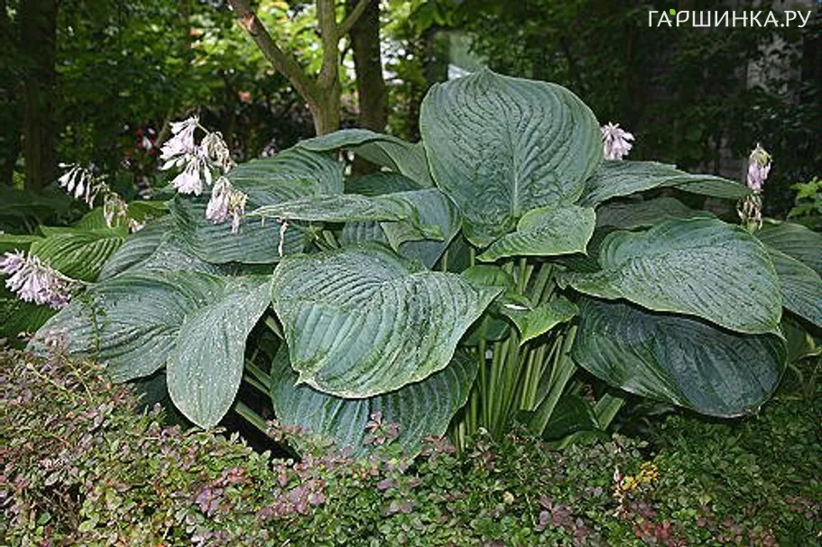 Хоста Empress Wu (G)