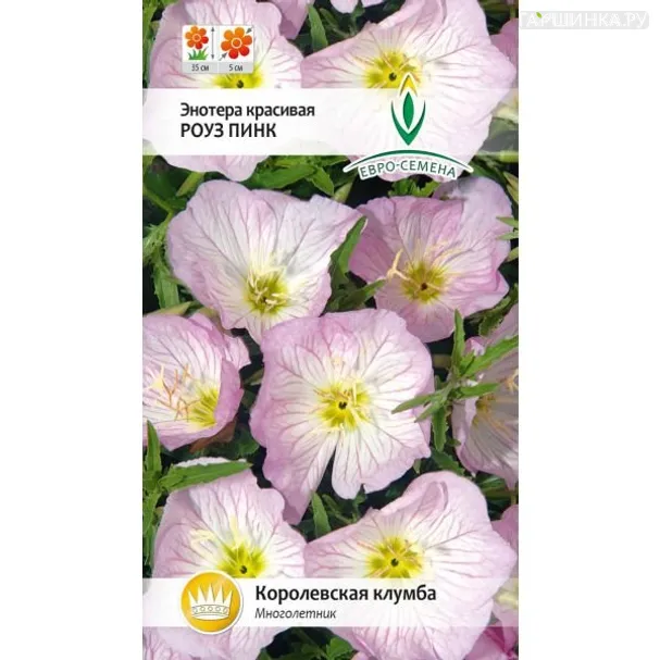 Энотера Роуз Пинк  0,1г