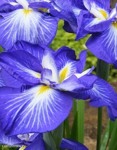 Ирис мечевидный Густо