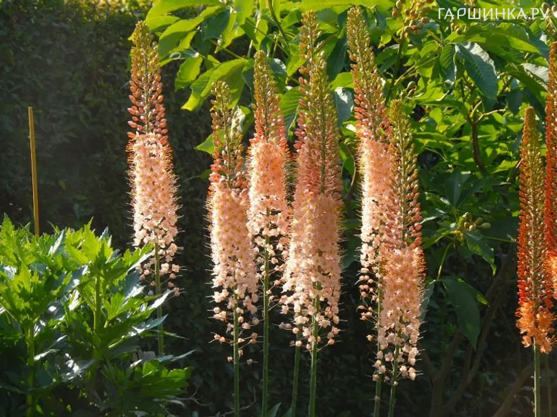 Эремурус Романс