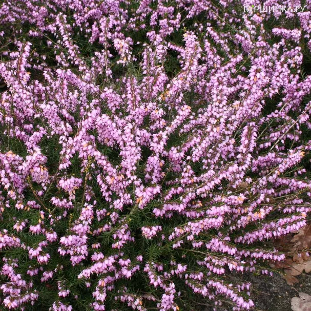 Эрика Дарли Дэйл