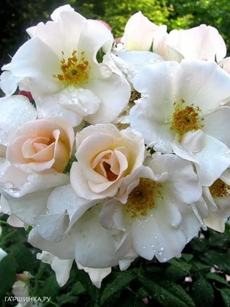 Роза Салли Холмс плетистая, Викс (лиц)