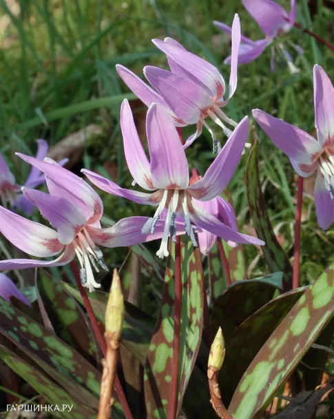 Кандык Денс Канис 2 шт