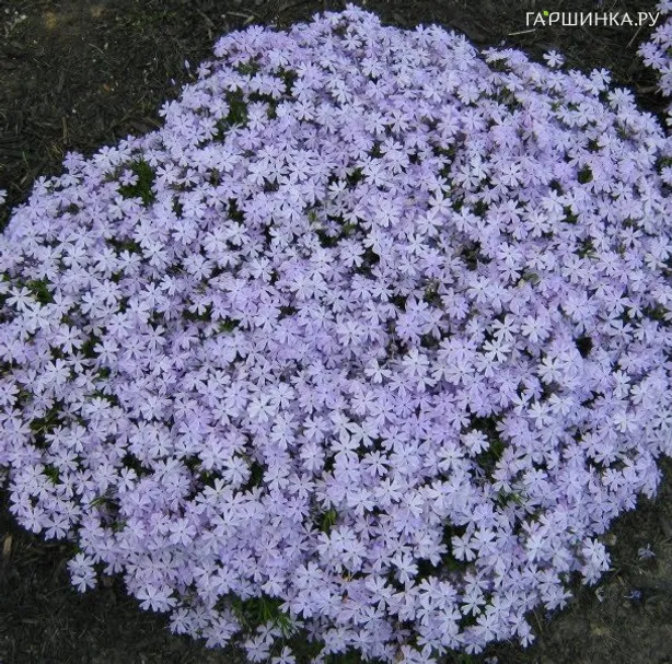 Флокс шиловидный Эмералд Блю