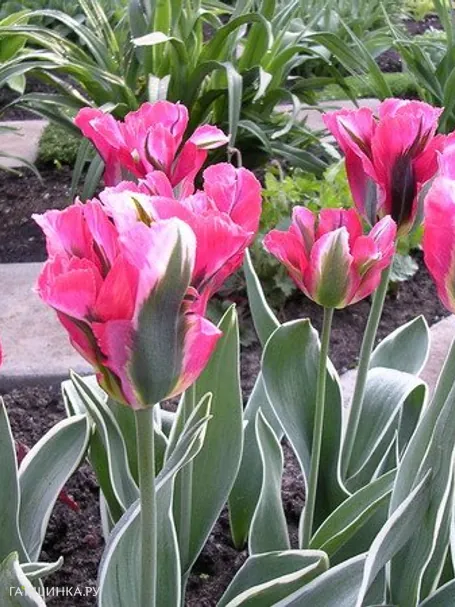 Тюльпан Эсперанто зеленоцветный 5шт.