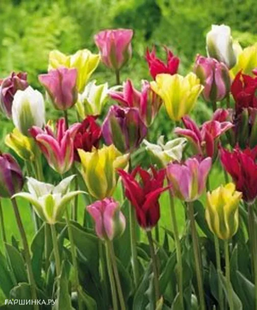 Тюльпаны МИКС зеленоцветные 5 шт