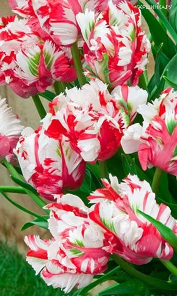 Тюльпан Эстелла Рижнвельд попугайный 5шт