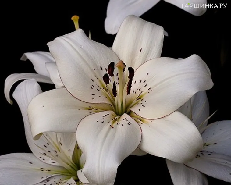 Лилия Элайнер ЛА-гибрид белая