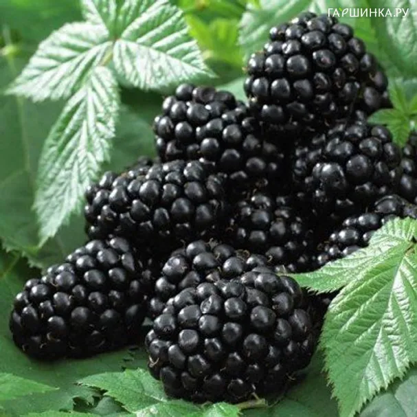 Ежевика Thornfree Blackberry