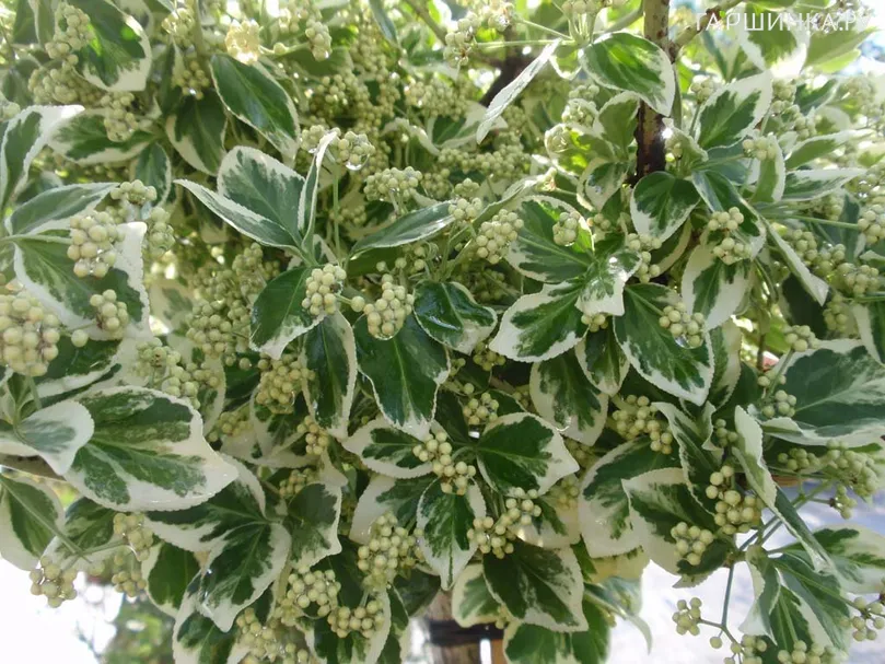 Бересклет Форчуна Эмеральд Гаети