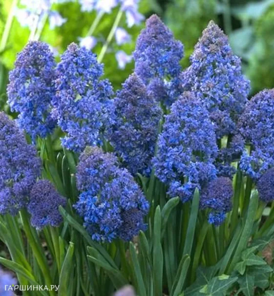 Мускари Фэнтези Криэйшн 10 шт