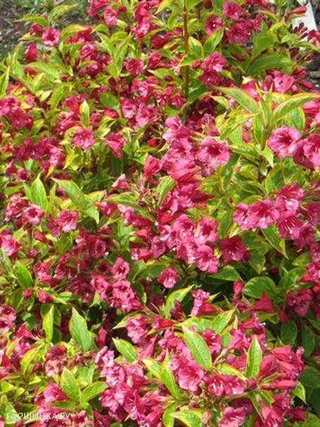 Вейгела Бригелла